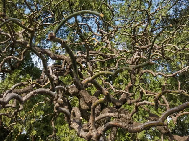 Attrezzo per Potare Efficientemente Rami Spessi in Giardini