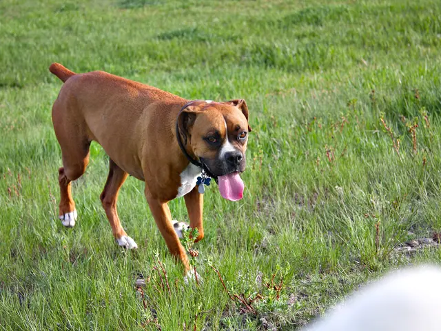 Strategie per Proteggere il Prato dai danni dei Cani