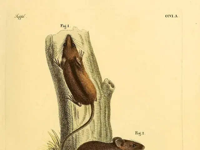 Mappatura dell'Attività del Cervello Durante il Processo Decisionale per la Prima Volta