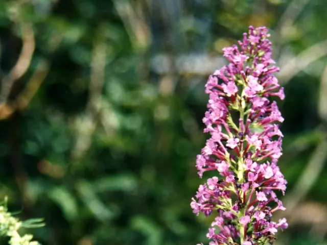 L'Orgía (Danaus plexippus) cerchia al Madison Arboretum, Wisconsin; per questa specie le necessità...