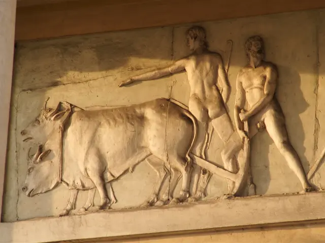 Le donne mietono il grano con le falci a Tras os Montes, in Portogallo.