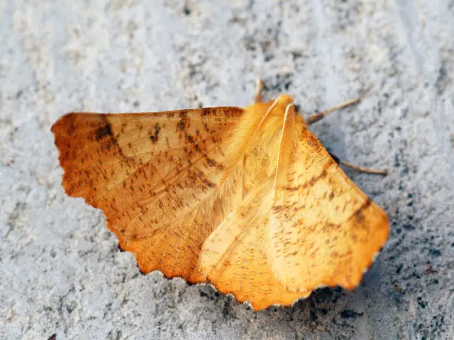 Nuova ricerca sfida un'ipotesi di lunga data: Attrattiva analoga a una falena e fiamma