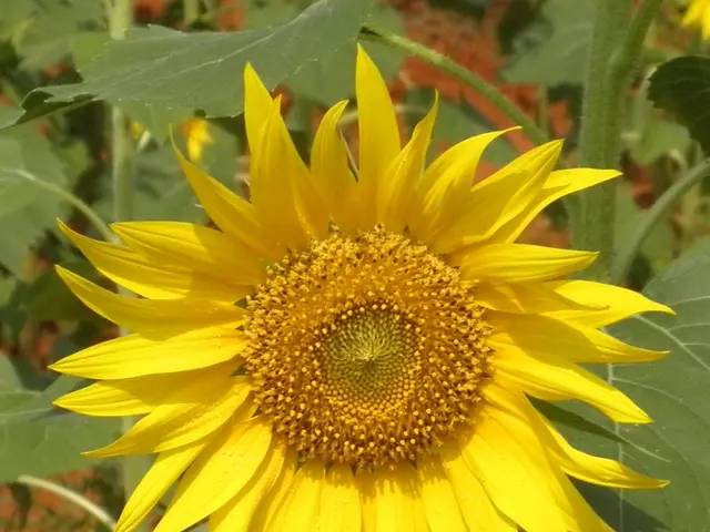 Girasoli: Varietà Meglio Classificate e Linee Guida per l'Orto