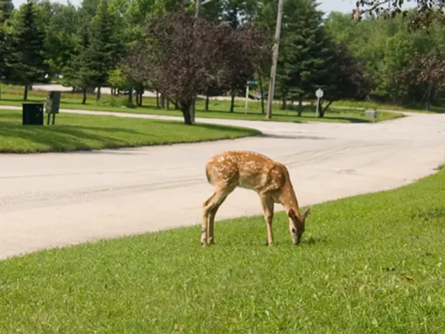 L'importanza degli Animali nella Conservazione degli Ecosistemi Biodiversi e il loro Contributo...