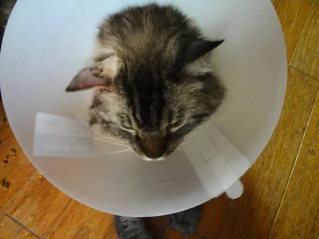 Il Focus: Catetere Funnel ANA e la sua approvazione dalla IDE