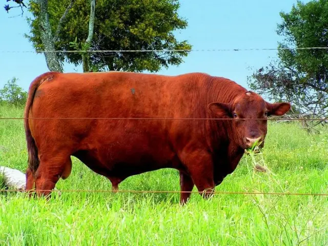 Aggiornamento sulla revisione delle prove sulla Tubercolosi Bovina nel 2025 di Godfray