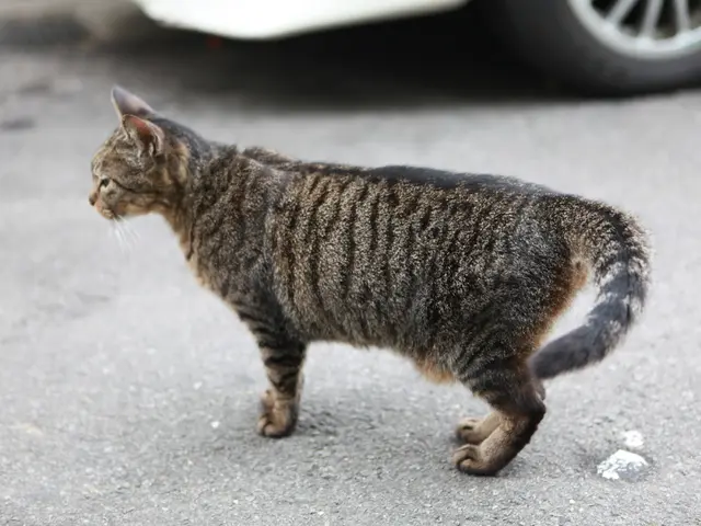 Gatti non identificati gravemente feriti nelle regioni di NÖ e OÖ; le autorità cercano l'aiuto del...