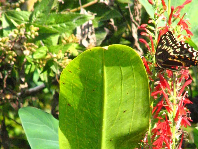 La fiducia nella pensione aumenta, ma persistono dubbi sulla sua legittimità