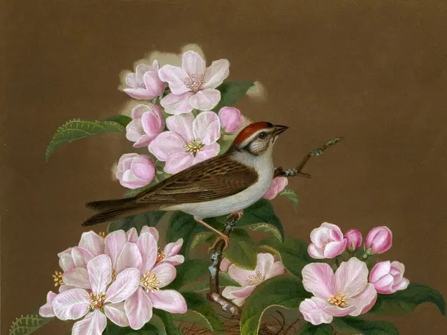 Scopri la Cornacchia Azzurra: Le Caratteristiche e le Sue peculiarità.