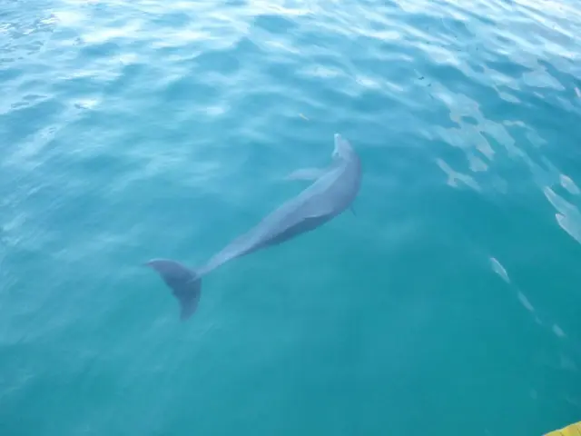 La crescita della comunità dei lontre di Morro Bay: implicazioni per la nostra partecipazione alla...