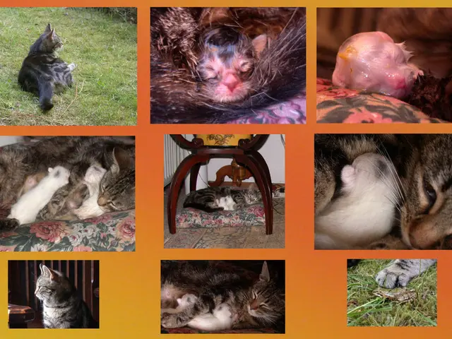 Creatures che iniziano con la 'A': Panoramica delle specie animali che iniziano con la lettera 'A'