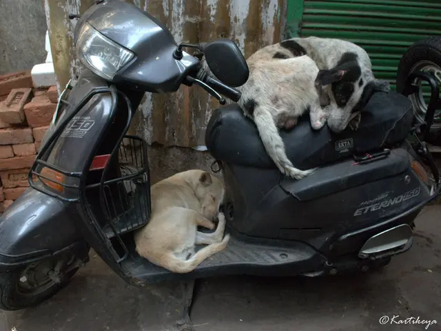 Uomo ricoverato dopo essere stato investito e intrappolato sotto un Tesla Cybertruck al Burning Man...