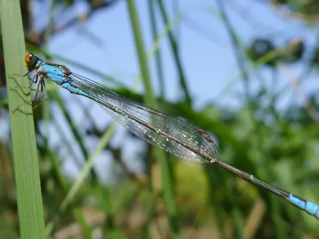 Pestaggi di insetti sui prati: cimici dei prati
