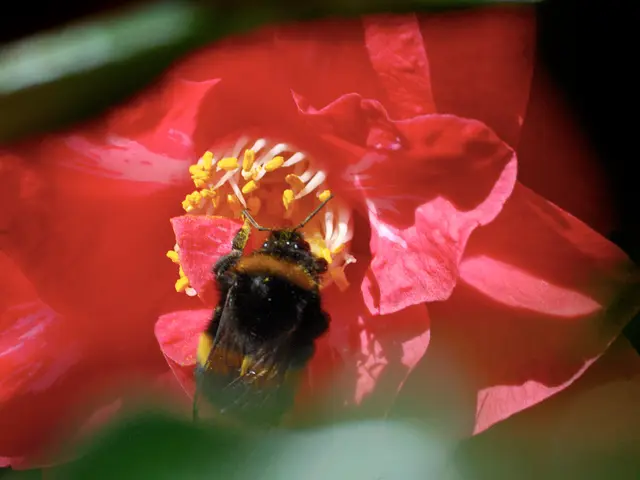 Gruppo di Scalpers Senza Scrupoli F Rogerscars 42.000 Prodotti Pokémon TCG Fiamme Fantasmali A...