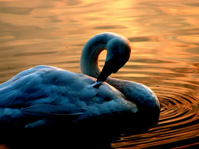 Esplorazione di Metodologie Imaginative e Inspirate dalla Natura per Cogliere i Fundamentali della...