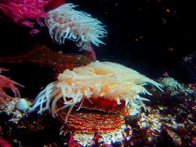 Scienziati nella zona della Baia che prestano assistenza per il rinnovamento dei reef corallini...