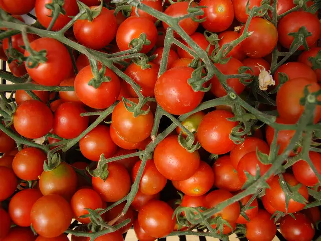 Sintomi e Trattamento per la rotazione della punta del fiore del pomodoro
