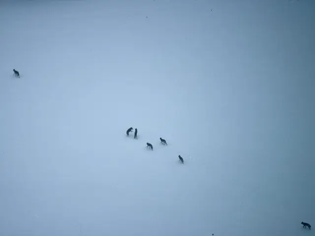 Indagando le radici del migliore amico dell'uomo - i cani