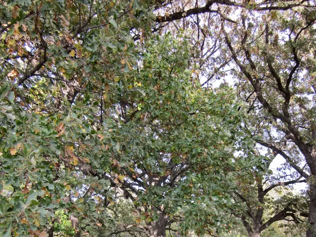 Spiegato: Guida completa alle cure palliative per coloro che muoiono e le loro famiglie