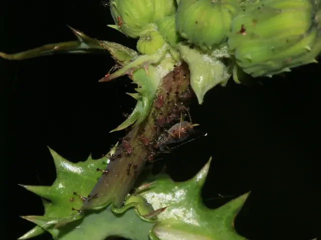 I geni di entrambi i genitori determinano l'impatto di Wolbachia nei coleotteri