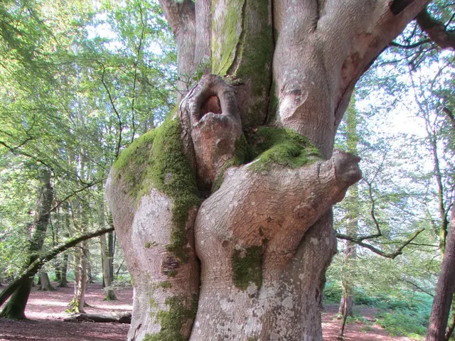 Netflix collabora con la American Forest Foundation per avanzare il suo obiettivo di zero netto,...