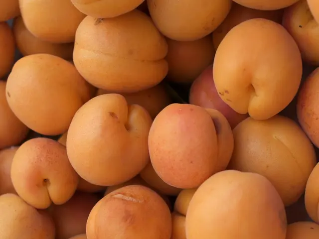 Sviluppo di prodotti a base di agrumi guidato dall'ICAR-CCRI: Trasformazione di agrumi in eccesso e...