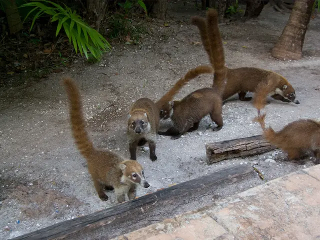 Debate sul sistema di classificazione di Linneo