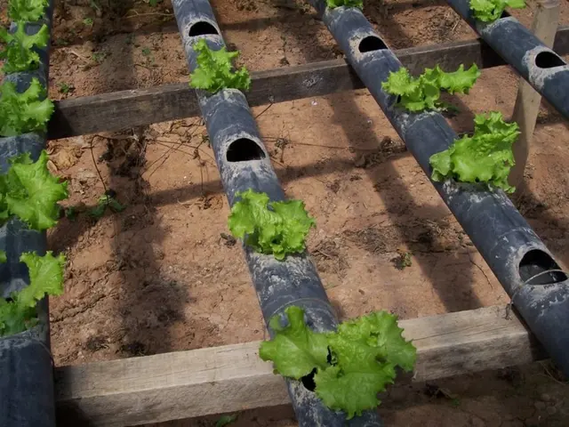 Collasso del terreno a Saitama causato dall'erosione di idrogeno solforato