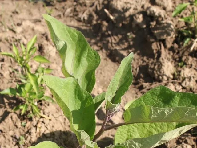 Sotto Marte giace la sua storia antica ben protetta