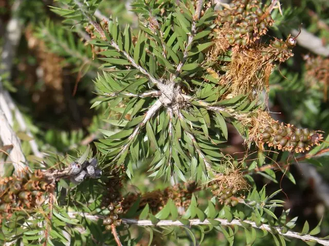 Guida per Stabilire un Bosco Alimentare dalle Basi