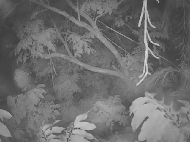 Preoccupazioni per la salute degli alberi durante le stagioni calde e autunnali