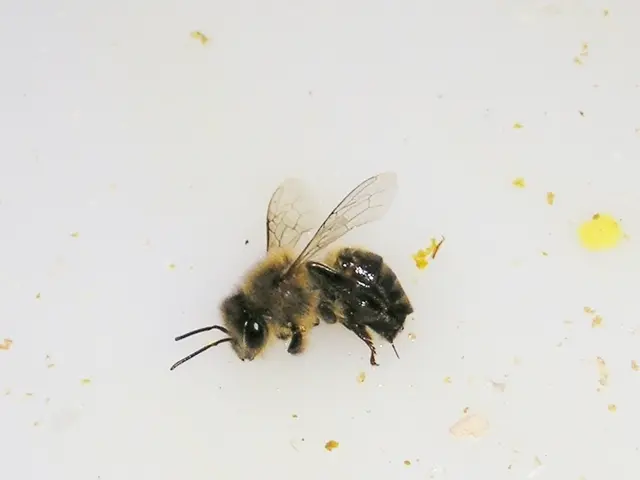 Parassita minaccioso noto come il 'pappatacio' si diffonde in 32 stati degli Stati Uniti, causando...