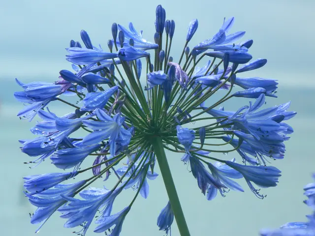 La separazione di Katy Perry e Orlando Bloom discussa da Orlando: Esprime Gratitudine