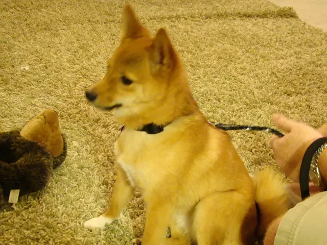  maybe il tuo cane si dimostra troppo entusiasta con gli sconosciuti? Prova il consiglio...