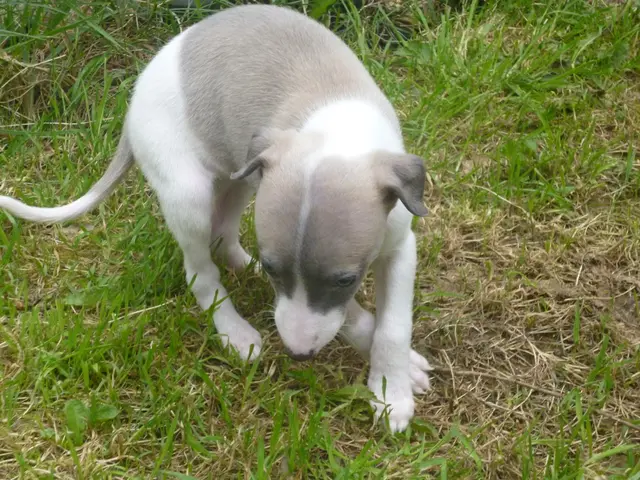 La guida rivela un metodo efficiente per mantenere l'attenzione del tuo cane durante le...