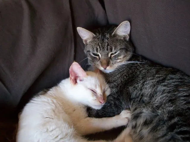 Gatti e Gelosia: Un Esame delle loro Capacità Emotive attraverso le Perspicacia degli Esperti