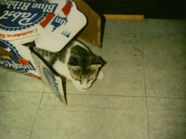 Incanto felino per i contenitori: un'autorità chiarisce quattro ragioni dietro la predilezione dei...