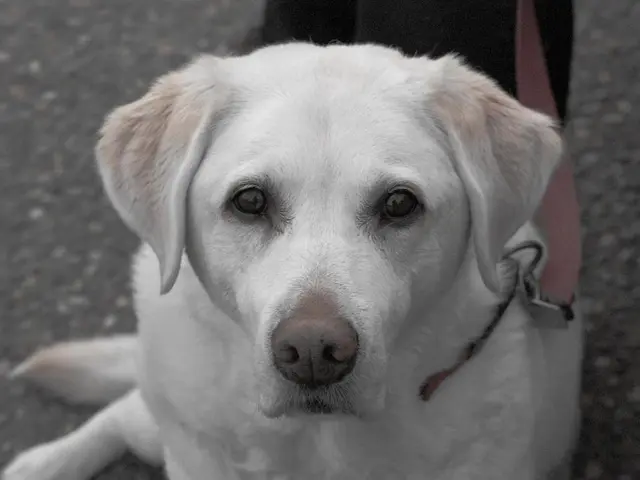 Il maestro divulga le strategie chiave per l'addestramento efficace del cane, riducendole a questi...