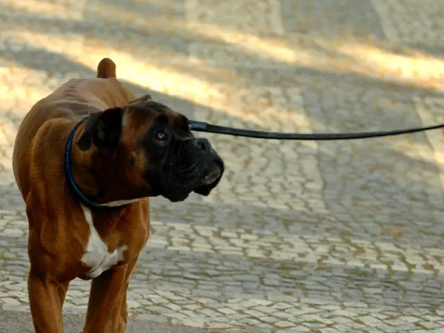 Per rinforzare le azioni canine desiderabili e prevenire il tirare il guinzaglio, questo...