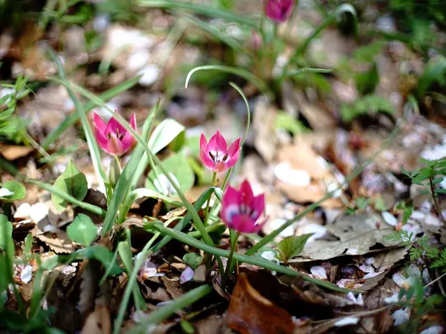 Il botanico sudafricano Donovan Kirkwood, noto per tutelare la flora più elusiva della nazione,...