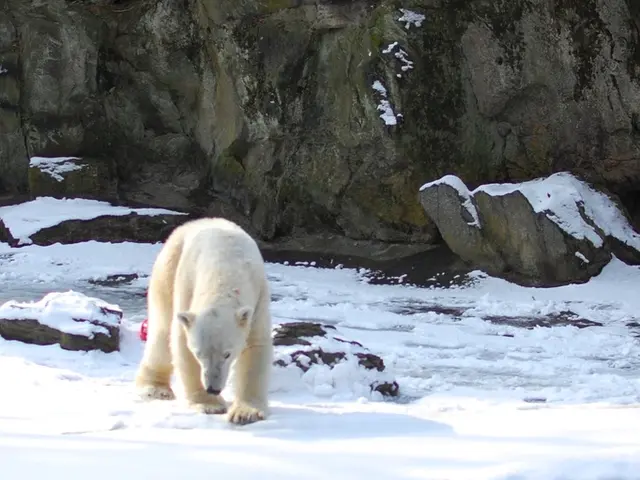Escursionisti Sorpresi Incontrano Orso Bruno Aggressivo, Video Strabiliante Cattura L'Evento