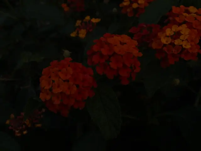 Acquista immediately queste 7 opzioni floreali per soddisfazione immediata