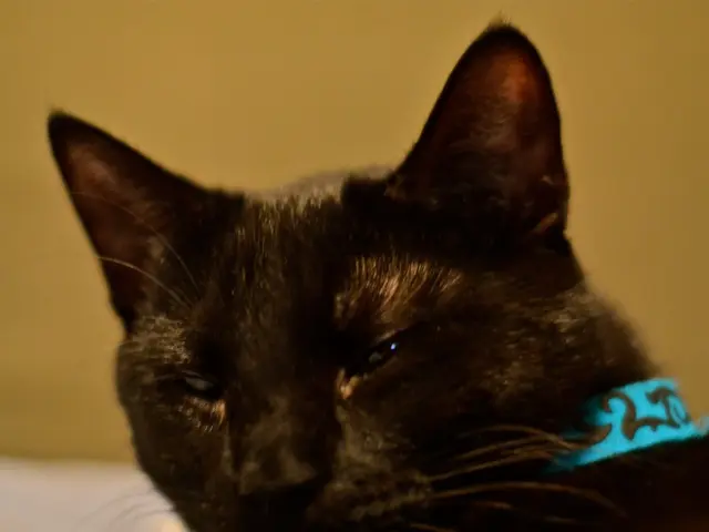 Titolo azionario a dividend blu-chip colpito dall'impatto delle tariffe. Vale la pena cogliere...