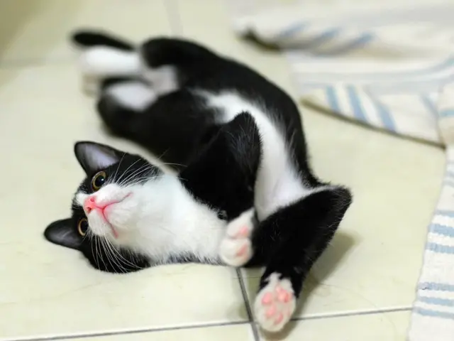 Comportamento del Gatto: Ragione per Giacere nella Lettiera