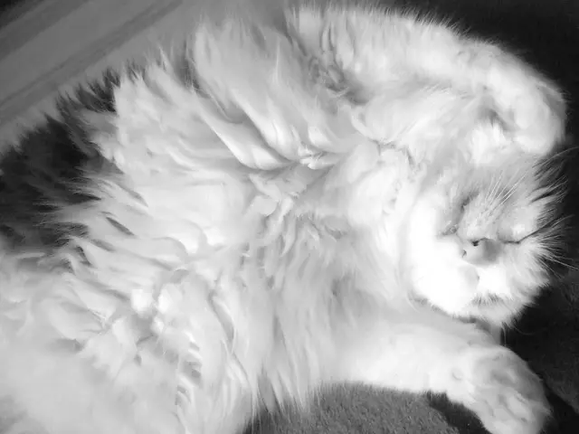 Gatto Addormentato Mostra Contraccolpi: Sta Vivendo Sogni Felini?