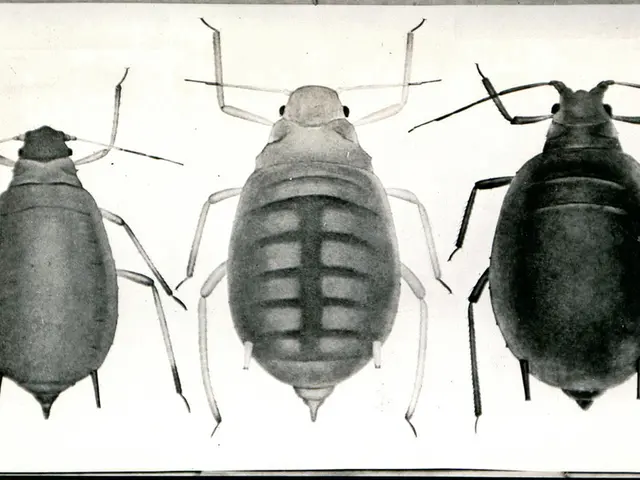 Identificare Scarafaggi d'Acqua e Blatte: Distinguere tra le Due Specie di Parassiti