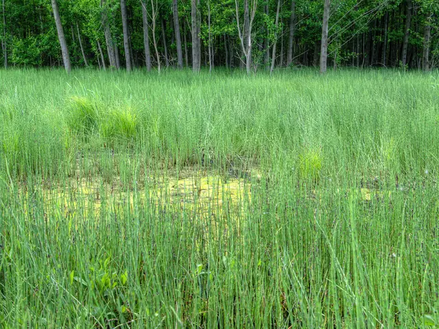 Nutrire la terra del Midwest americano grazie agli sforzi dei contadini di famiglia