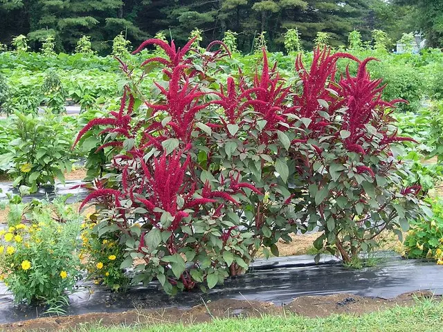 Strategie Microbiche Sotterranee Che Si Occupano Dei Problemi Dei Piante Superficiali