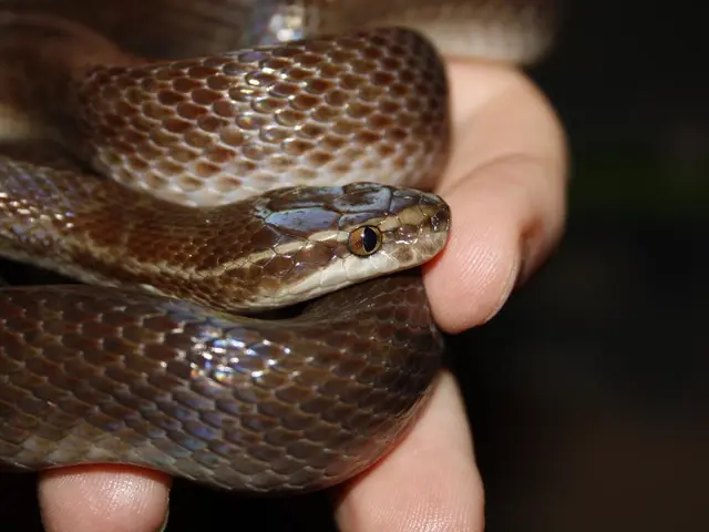 Modelli di Putter a blocco di braccio di livello superiore del 2025