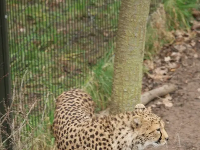 Agenzie pronte ad agire rapidamente sui tagli di personale dopo eventuali modifiche della sentenza...